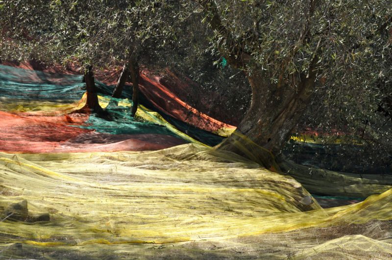 Gelbe Netze in weichen Falten um knorrige Olivenstämme, dahinter rote und grüne Netzbahnen, Fotografie aus der Serie «Agaven, Oliven, Kakteen»