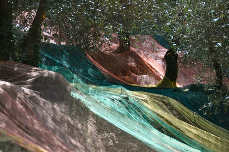 Rosa, türkis und gelbe Netze über einen Hang im schattigen Olivenhain gespannt, Fotografie aus der Serie «Agaven, Oliven, Kakteen»
