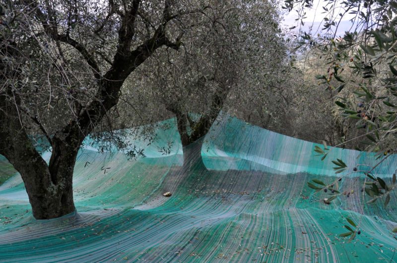 Türkisgrüne Netze bedecken den Boden unter alten, verzweigten Olivenbäumen, Fotografie aus der Serie «Agaven, Oliven, Kakteen»