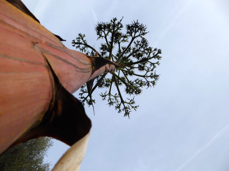 Untersicht entlang eines rötlichen Agavenstamms zum verzweigten Blütenstand vor hellem Himmel, Fotografie aus der Serie «Agaven, Oliven, Kakteen»