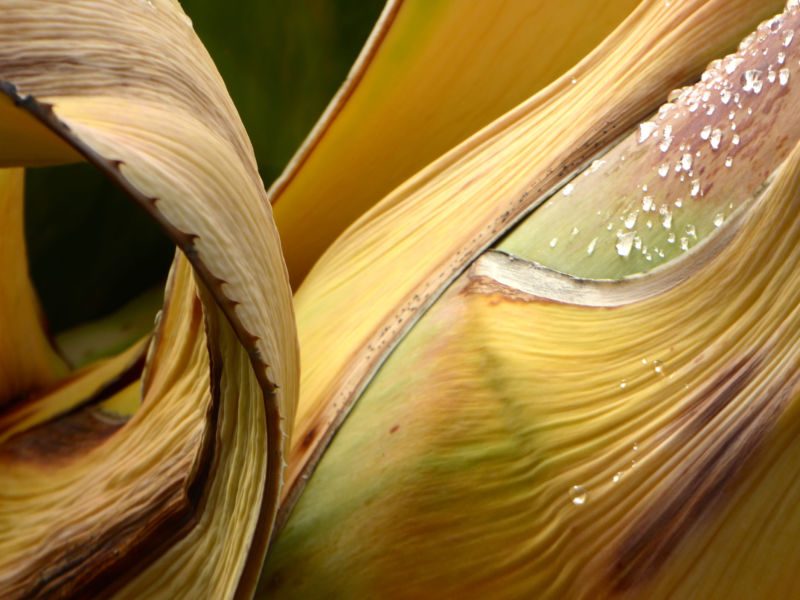 Eingerolltes, vertrocknendes gelbbraunes Blatt mit gezähntem Rand und Tautropfen, Fotografie aus der Serie «Agaven, Oliven, Kakteen»