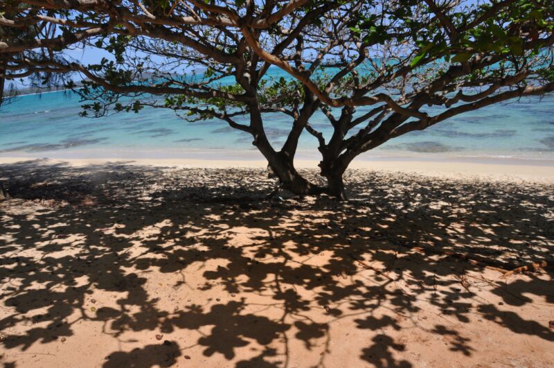 Breitkroniger Baum wirft ein dichtes Schattenmuster auf hellen Sand, dahinter türkisblaues Meer, Fotografie aus der Serie «Hawaii»