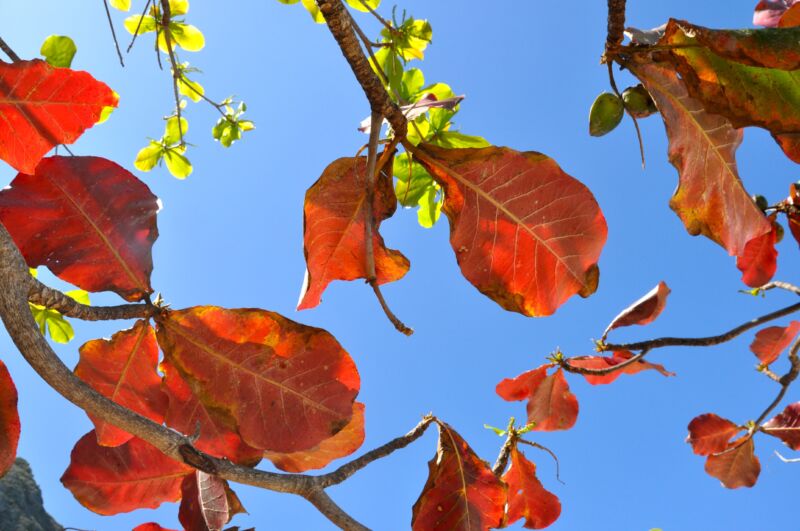 Rot-orange verfärbte grosse Blätter und junge hellgrüne Triebe vor tiefblauem Himmel, Fotografie aus der Serie «Hawaii»