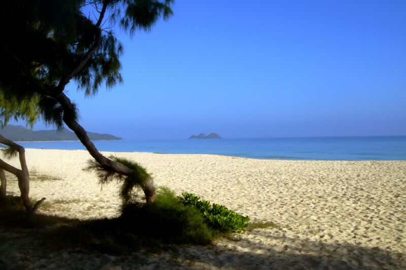 Weiter heller Sandstrand mit überhängendem Nadelbaum, ruhiges blaues Meer und kleine Insel am Horizont, Fotografie aus der Serie «Hawaii»
