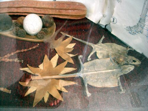 Vitrine mit getrockneten Echsen, sternförmigen Blättern, Kugeln und einer anatomischen Skizze, Fotografie aus der Serie «Honolulu»