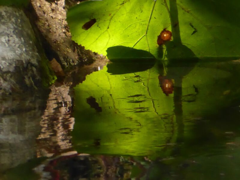 Sonnig durchleuchtetes grünes Blatt mit zwei kleinen rötlichen Tierchen, im Wasser gespiegelt, Fotografie aus der Serie «An ligurischen Flüssen und Bächen»