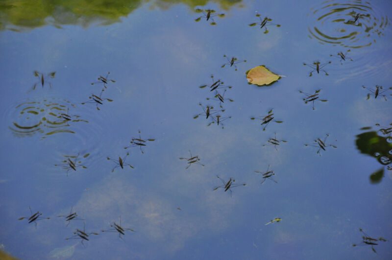 Wasserläufer und ein einzelnes Blatt auf einer ruhigen Wasserfläche, die den blauen Himmel spiegelt, Fotografie aus der Serie «An ligurischen Flüssen und Bächen»