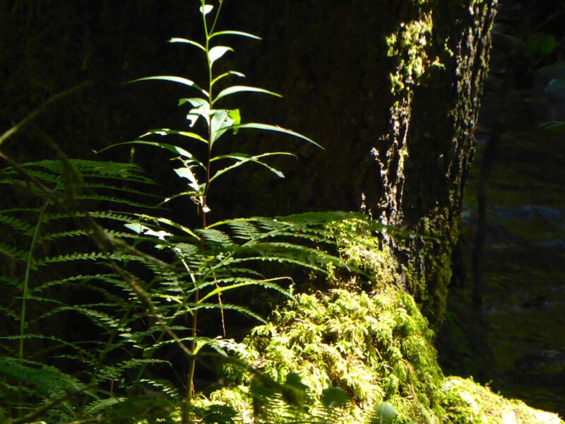Farnwedel und ein junger Trieb im Gegenlicht vor einem dunklen, bemoosten Baumstamm, Fotografie aus der Serie «Schwarzwald»