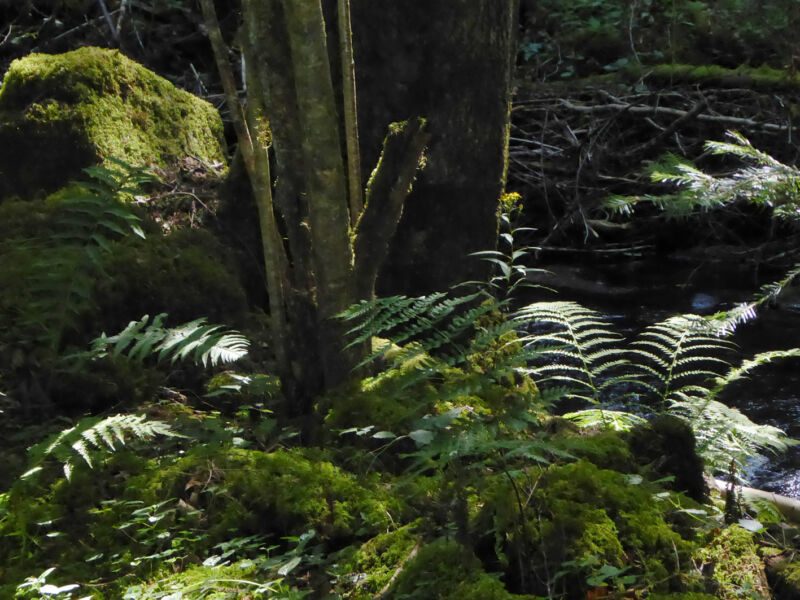 Sonnendurchfluteter Waldboden mit Farnen, Moospolstern und einem schlanken Baumstamm, Fotografie aus der Serie «Schwarzwald»