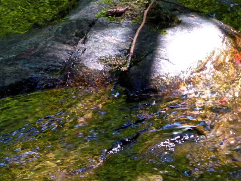 Heller, sonnenbeschienener Stein mit einem dünnen Zweig am Rand eines grün schimmernden Bachs, Fotografie aus der Serie «Schwarzwald»