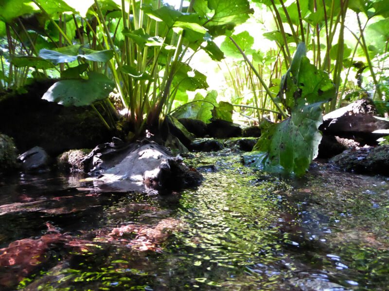 Grosse Blätter am Ufer, flach über dem Wasser aufgenommen, mit Steinen und sonnigem Bachgrund, Fotografie aus der Serie «Schwarzwald»