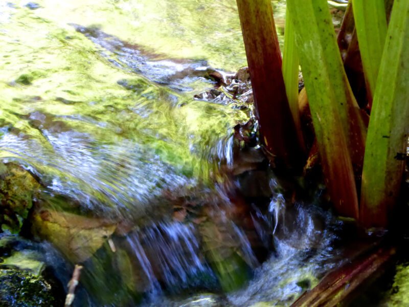 Rötlich-grüne Pflanzenstängel am Rand eines kleinen Wasserfalls über moosigen Steinen, Fotografie aus der Serie «Schwarzwald»