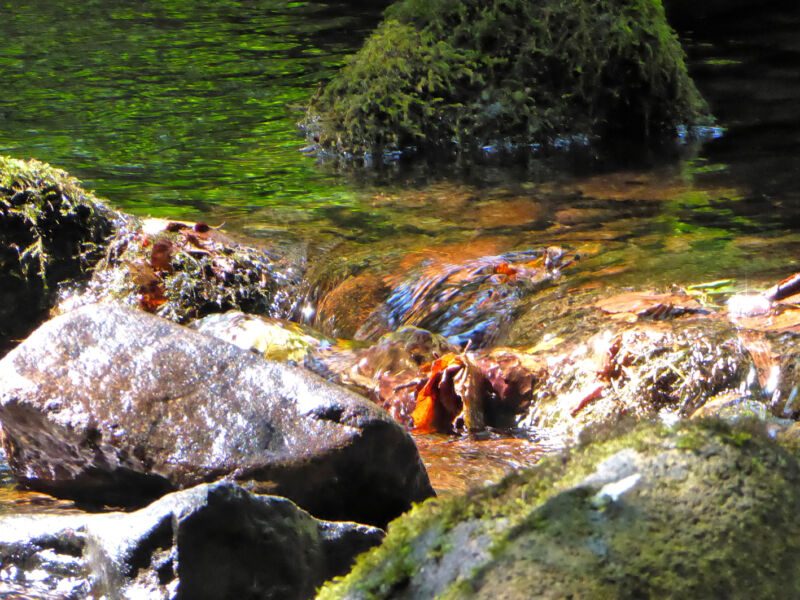 Sonnenbeschienene Steine und ein orange leuchtendes Blatt im Bach, dahinter ein Moosfelsen, Fotografie aus der Serie «Schwarzwald»