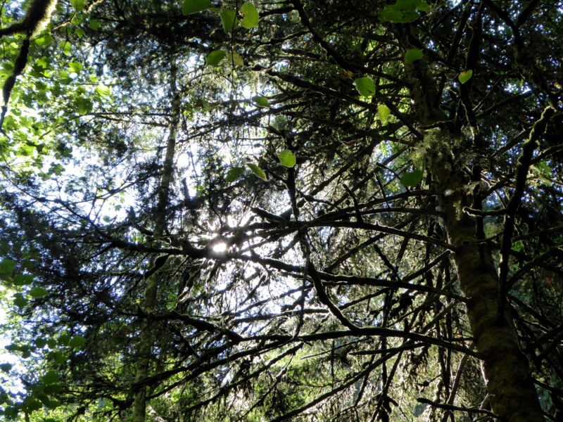 Gegenlichtblick in die Kronen von Nadelbäumen mit verzweigten Ästen und durchscheinender Sonne, Fotografie aus der Serie «Schwarzwald»